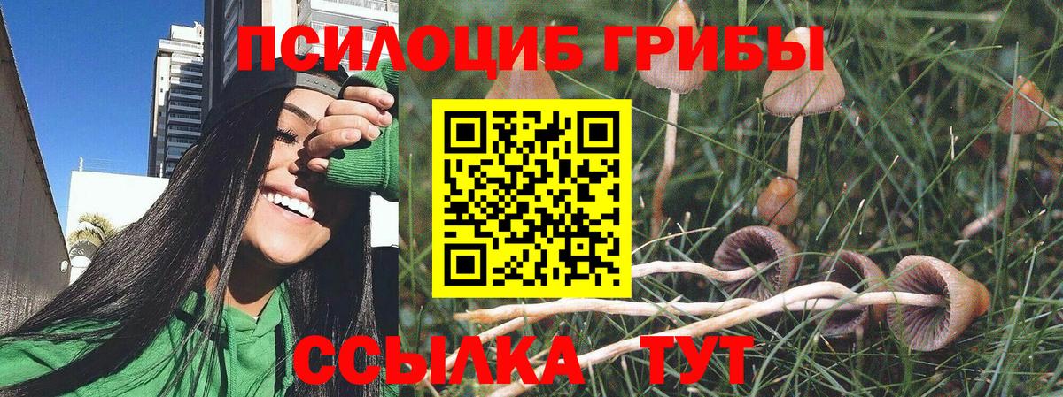 Псилоцибиновые грибы Psilocybine cubensis  Псилоцибиновые грибы GOLDEN TEACHER  Минеральные Воды  где купить наркоту  Вход с VPN 